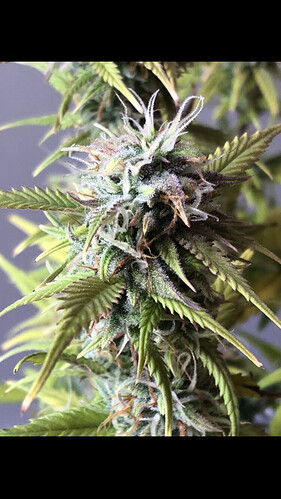 Growreport Bild 21