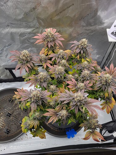 Growreport Bild 1