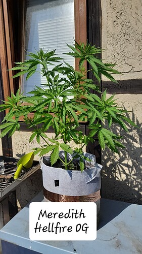 Growreport Bild 7
