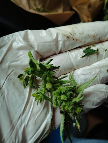 Growreport Bild 11