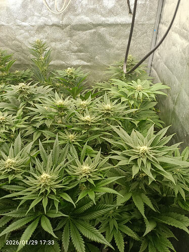 Growreport Bild 21