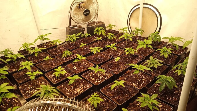 Growreport Bild 1