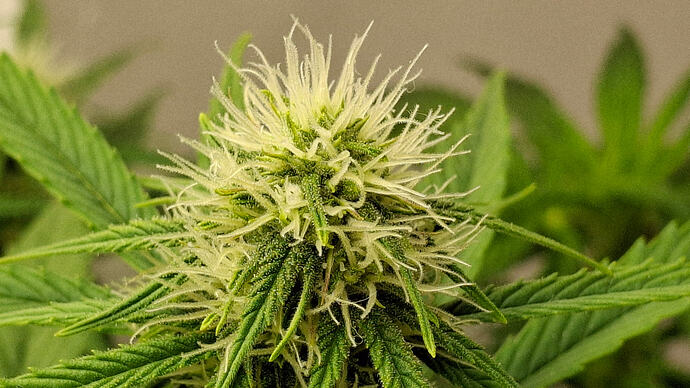 Growreport Bild 261