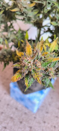Growreport Bild 33