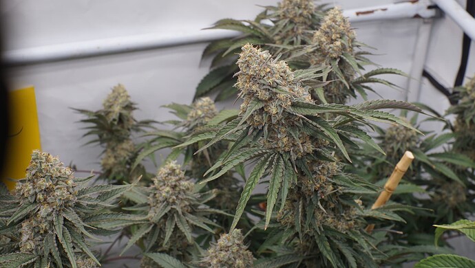 Growreport Bild 3