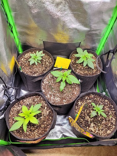 Growreport Bild 20