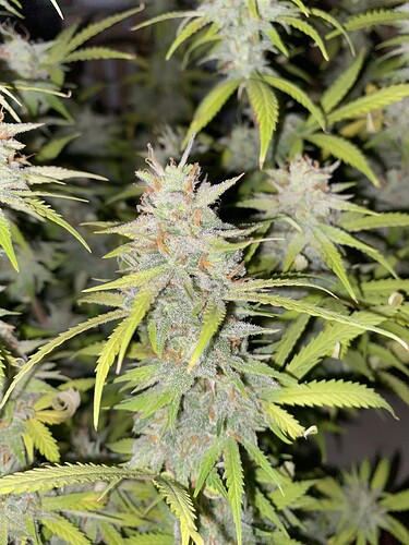 Growreport Bild 4