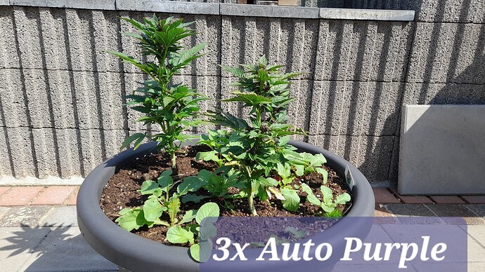 Growreport Bild 6