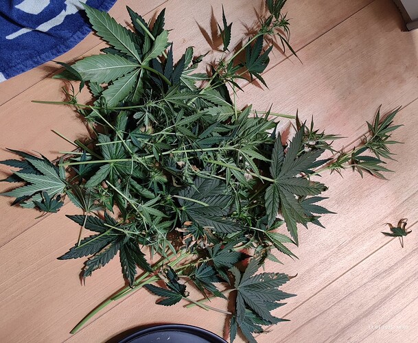 Growreport Bild 16