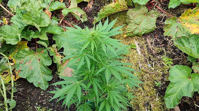 Screenshot 2024-06-18 145114