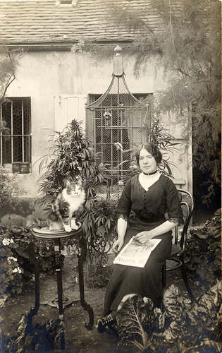 1910-1915_Cannabis_Garden_1024x1024