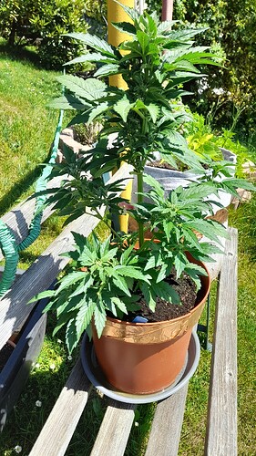 Growreport Bild 23