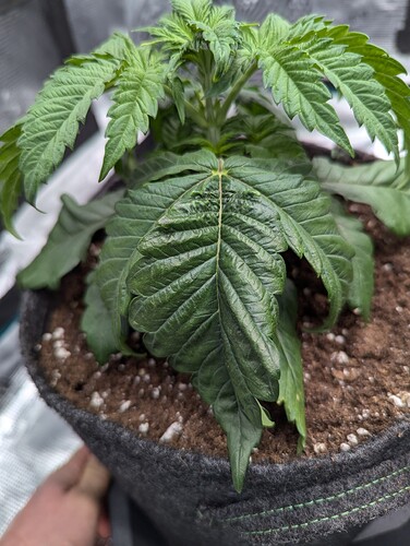 PXL_20241114_182425040