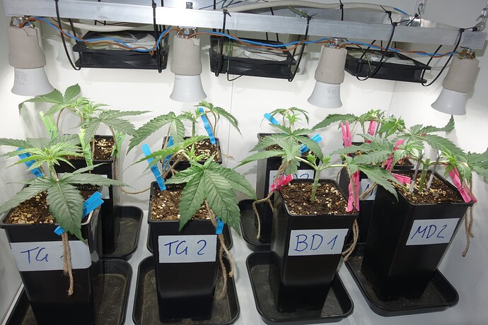 Growreport Bild 2
