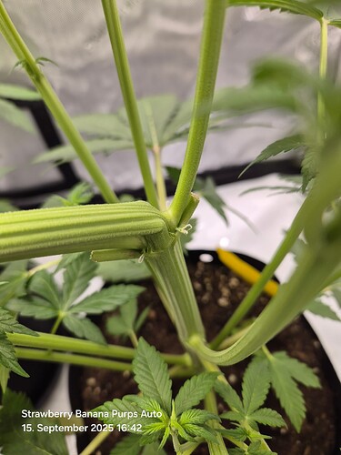 Growreport Bild 25