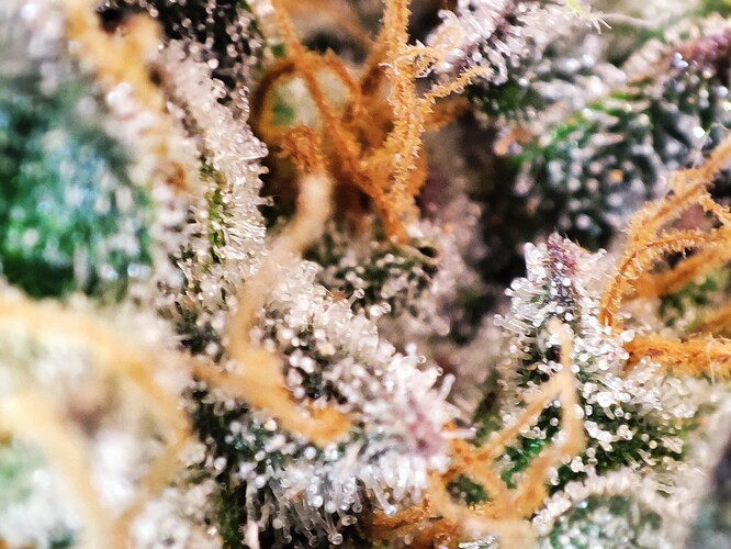 Growreport Bild 10
