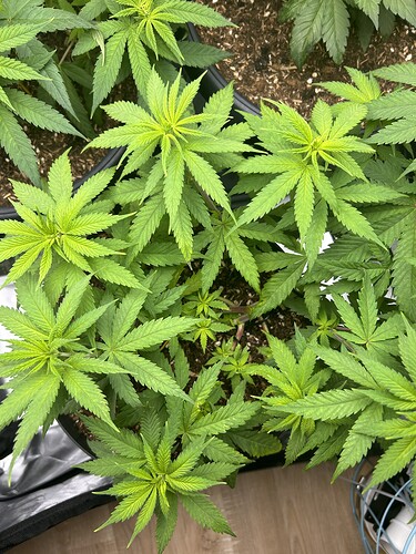 Growreport Bild 13