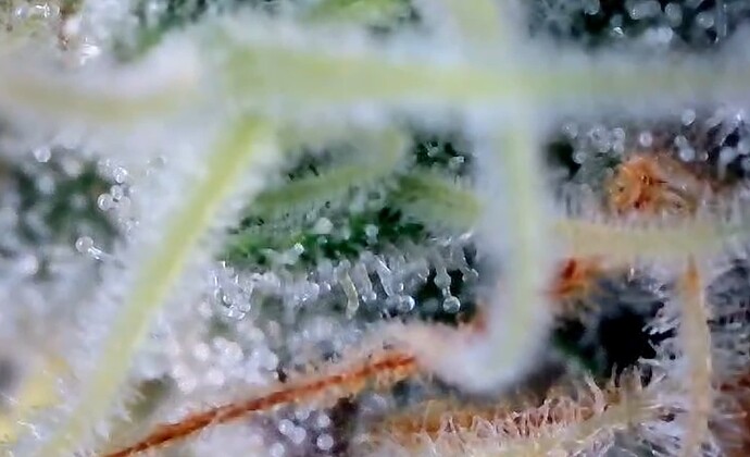 Growreport Bild 40