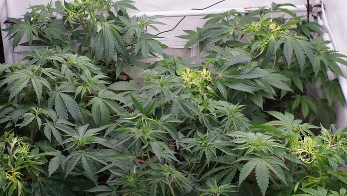 Growreport Bild 2