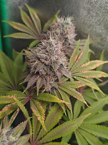 Growreport Bild 4