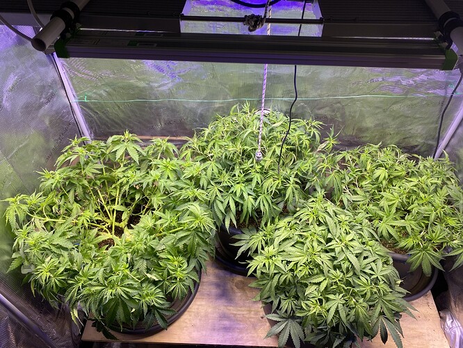 Growreport Bild 66