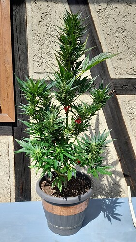 Growreport Bild 2