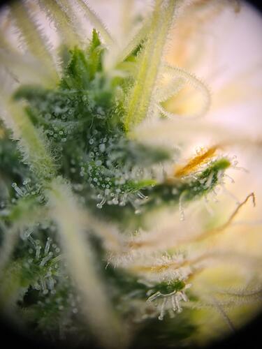 signal-2024-09-03-221130_004