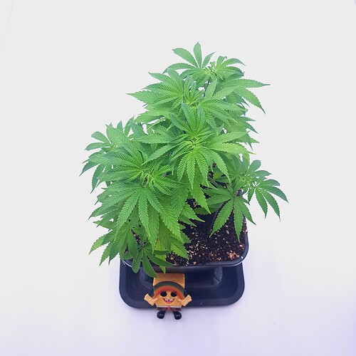 Growreport Bild 7