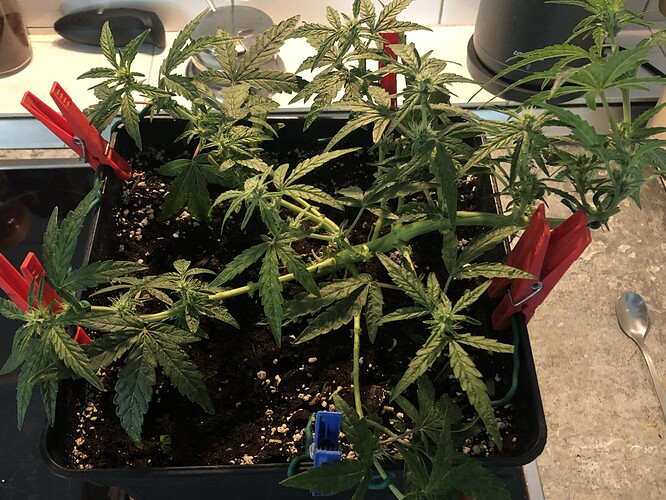 Growreport Bild 2