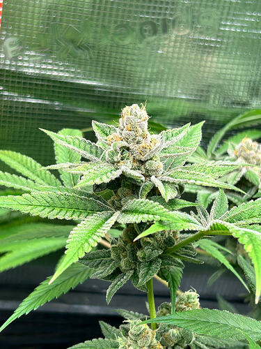 Growreport Bild 7