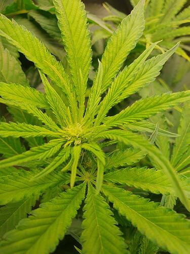 Growreport Bild 9