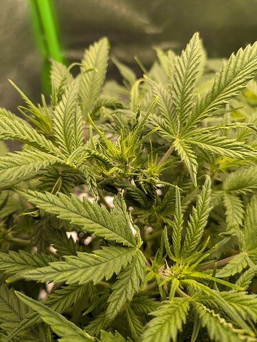 Growreport Bild 18