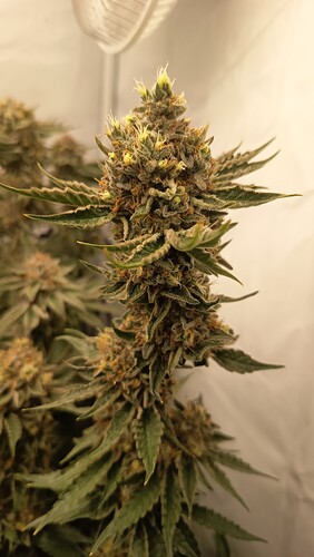 Growreport Bild 9