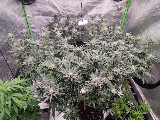 Growreport Bild 14