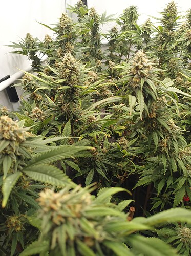Growreport Bild 88