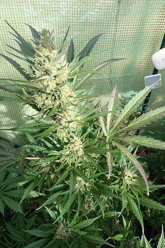 Growreport Bild 2