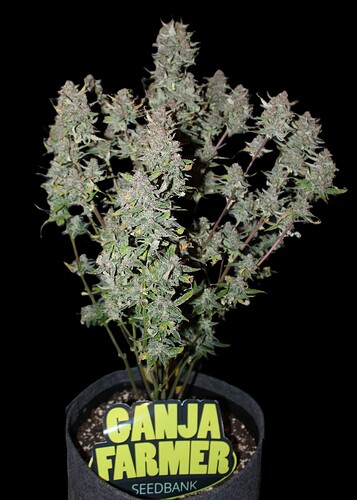 fertig schwarz big jack1