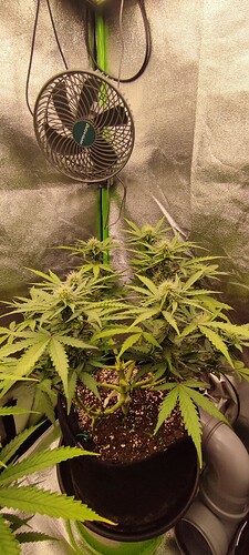 Growreport Bild 3