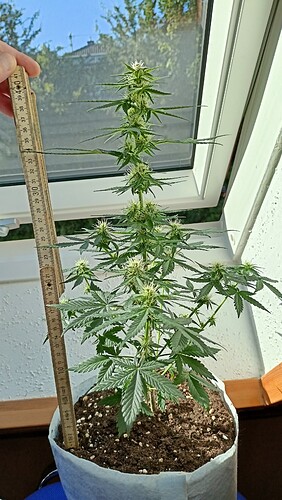 Growreport Bild 7