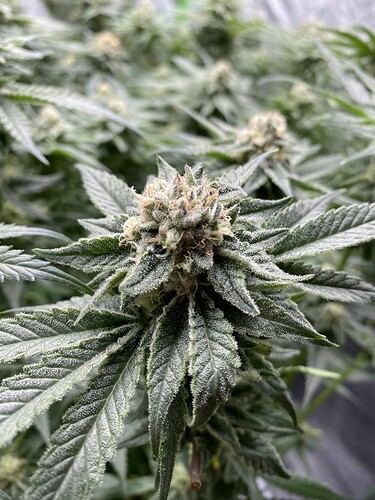 Growreport Bild 18