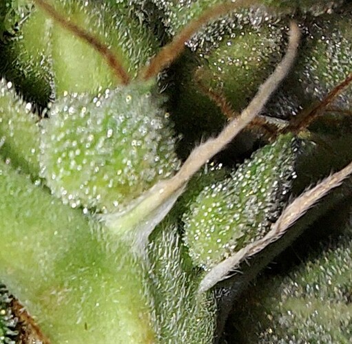 Growreport Bild 9