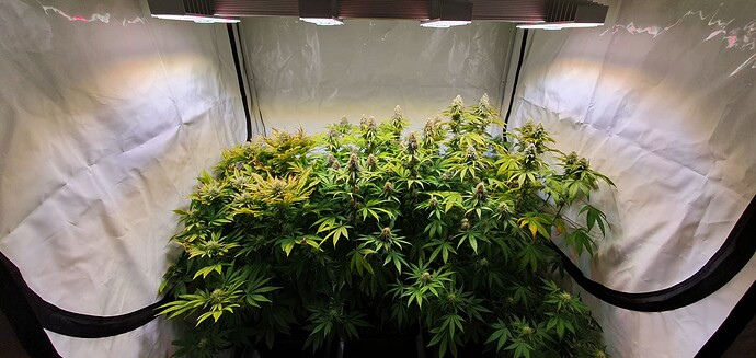 Growreport Bild 1