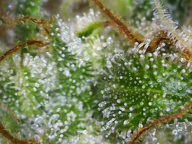 Growreport Bild 13