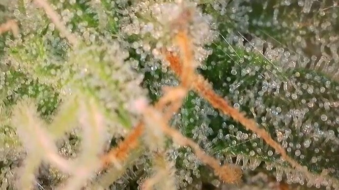 Growreport Bild 16