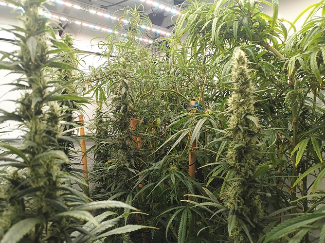 Growreport Bild 1