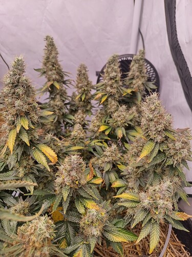 Growreport Bild 3