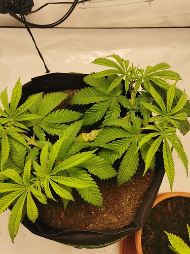 Growreport Bild 15