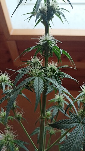 Growreport Bild 2