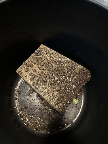 Growreport Bild 19