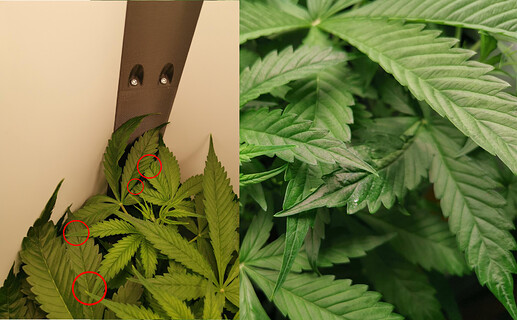 entlaubung-aufeinanderliegend.tb-lemon-haze